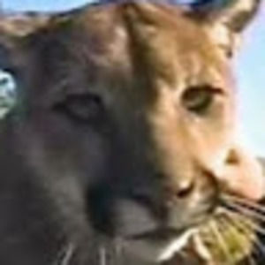 Meet your Posher, Steve